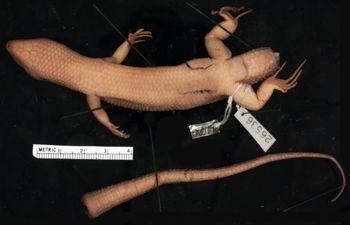 Media type: image;   Herpetology R-26536